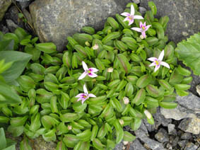 Hypsela reniformis